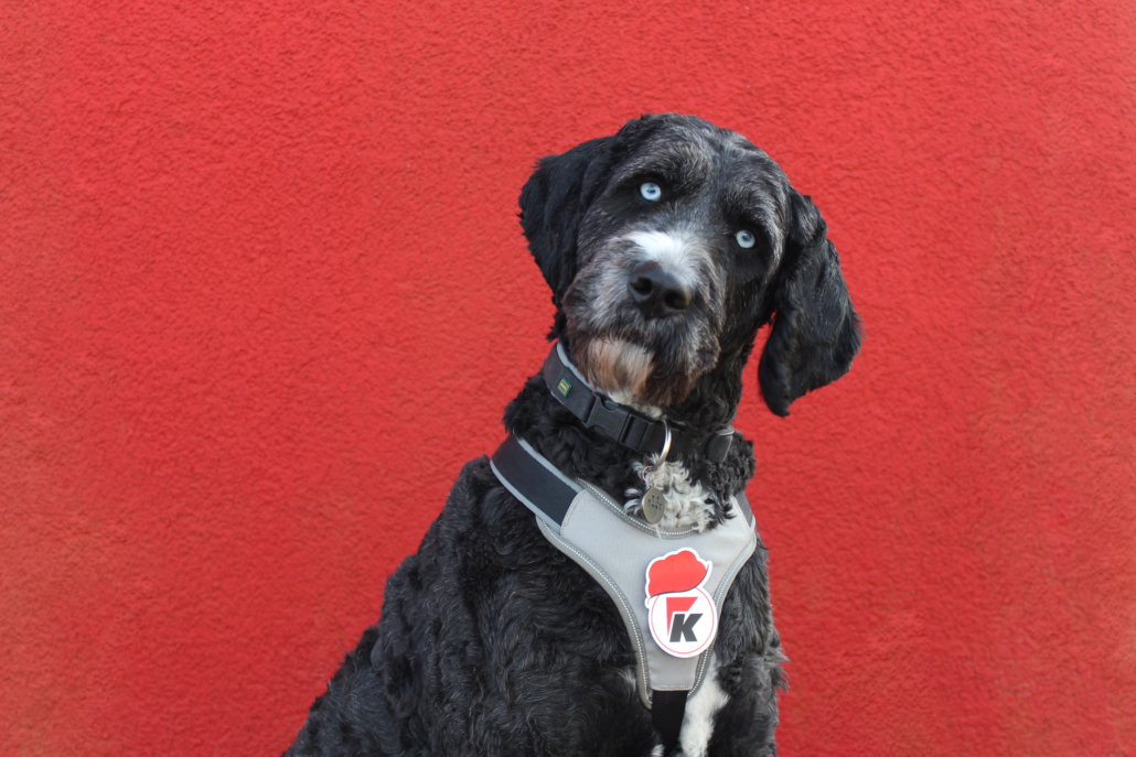 unser Bürohund